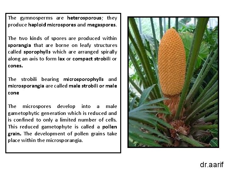 The gymnosperms are heterosporous; they produce haploid microspores and megaspores. The two kinds of