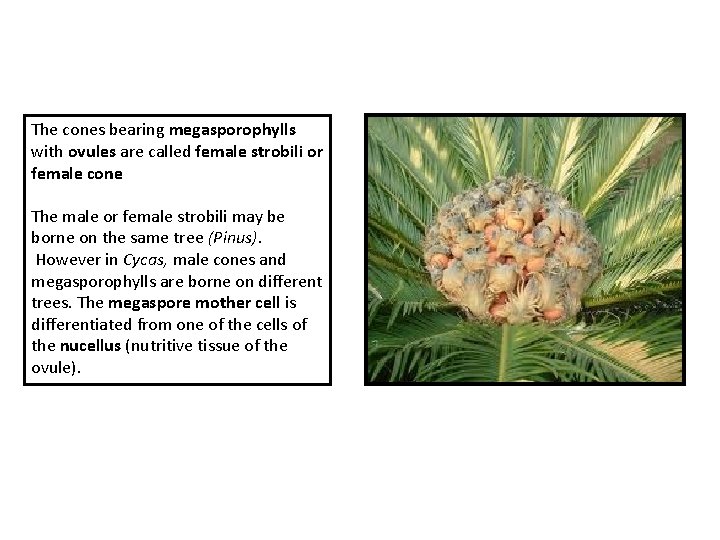The cones bearing megasporophylls with ovules are called female strobili or female cone The