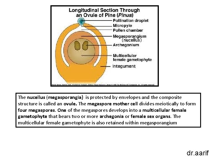 The nucellus (megasporangia) is protected by envelopes and the composite structure is called an