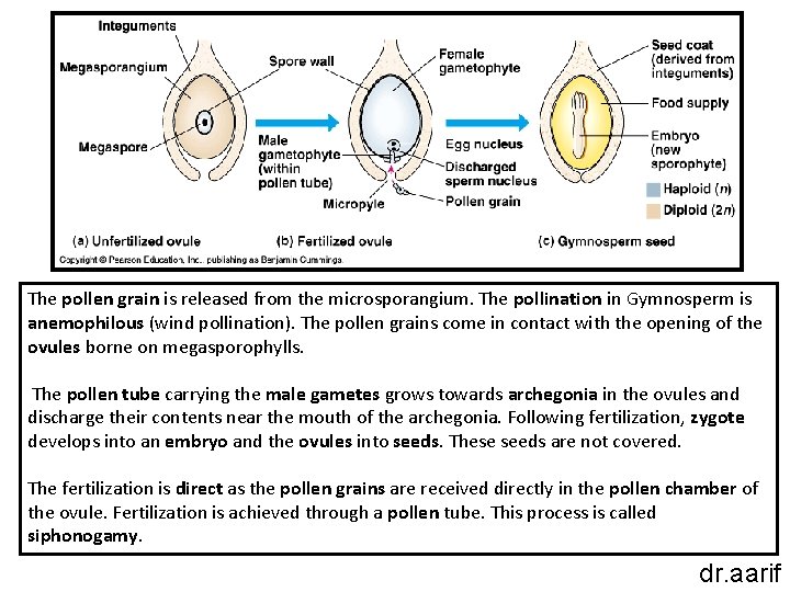 The pollen grain is released from the microsporangium. The pollination in Gymnosperm is anemophilous