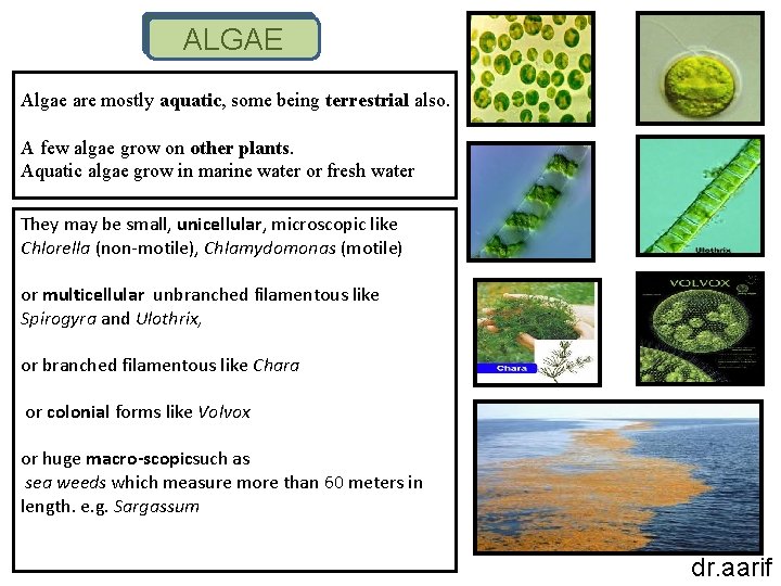 ALGAE Algae are mostly aquatic, some being terrestrial also. A few algae grow on