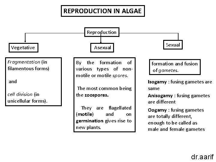 REPRODUCTION IN ALGAE Reproduction Vegetative Fragmentation (in filamentous forms) and cell division (in unicellular