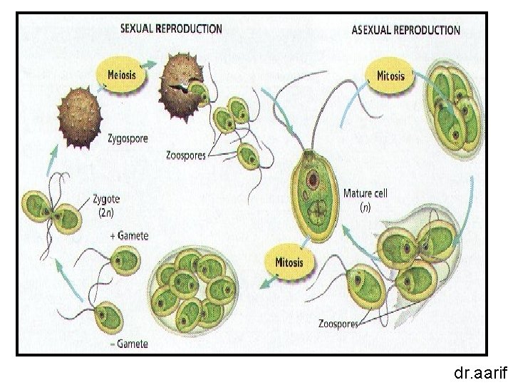 dr. aarif 