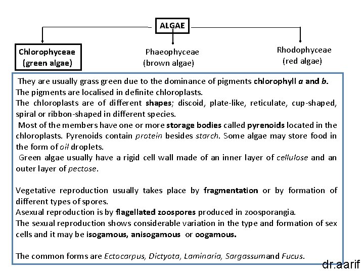 ALGAE Chlorophyceae (green algae) Phaeophyceae (brown algae) Rhodophyceae (red algae) They are usually grass