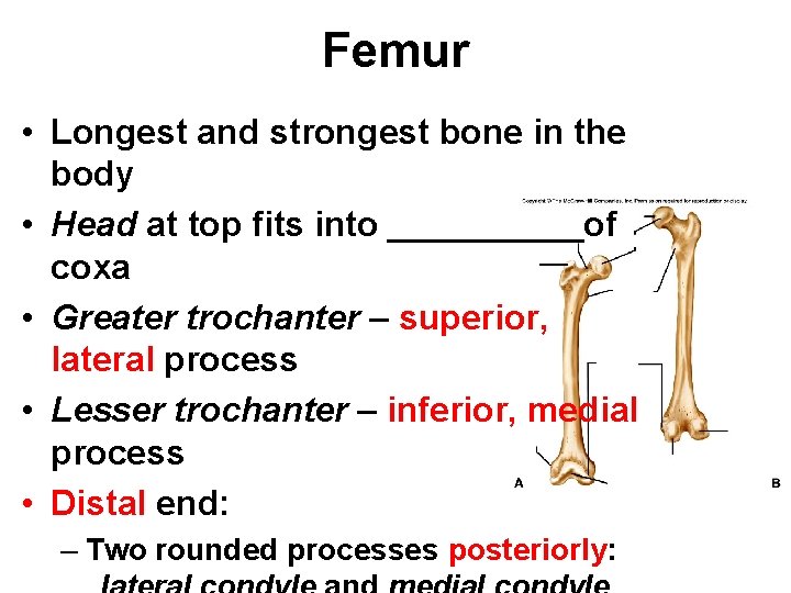 Lower Limb Femur Patella Tibia Fibula Tarsals Metatarsals