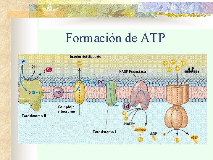 Formación de ATP 