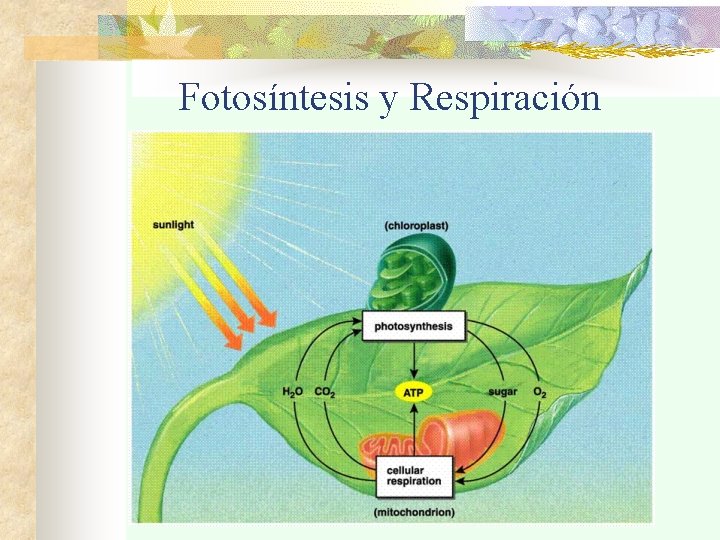 Fotosíntesis y Respiración 