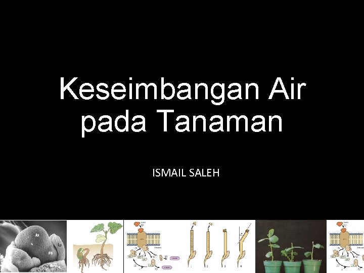 Keseimbangan Air pada Tanaman ISMAIL SALEH 