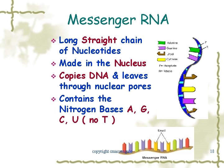 Primary Secondary Structures of DNA and RNA Objectives
