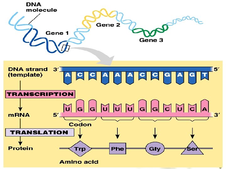 Primary Secondary Structures of DNA and RNA Objectives