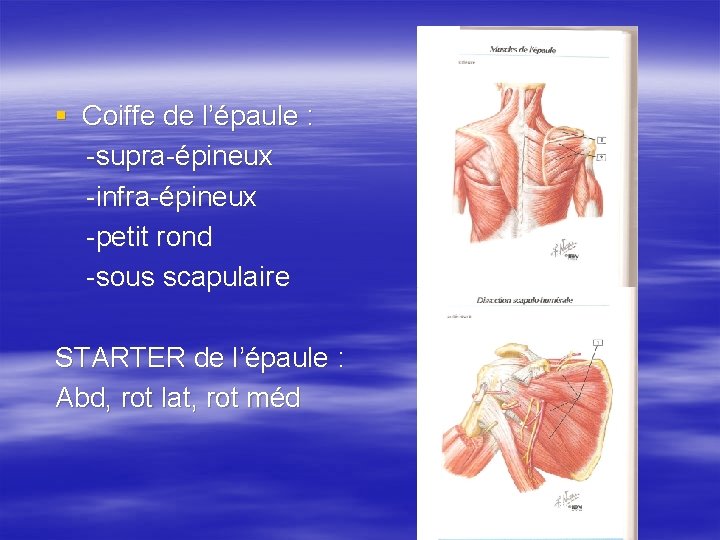 § Coiffe de l’épaule : -supra-épineux -infra-épineux -petit rond -sous scapulaire STARTER de l’épaule