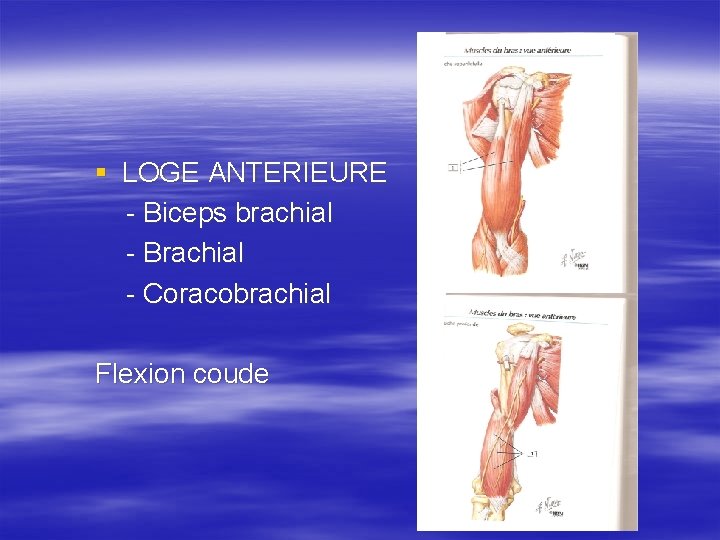 § LOGE ANTERIEURE - Biceps brachial - Brachial - Coracobrachial Flexion coude 