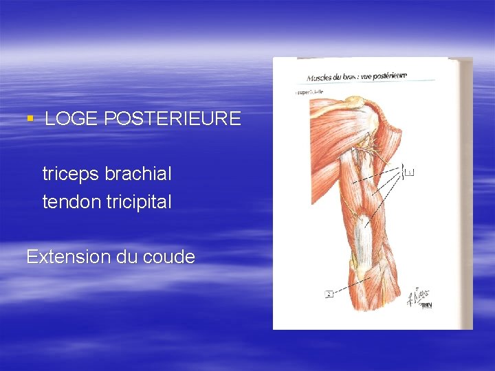 § LOGE POSTERIEURE triceps brachial tendon tricipital Extension du coude 