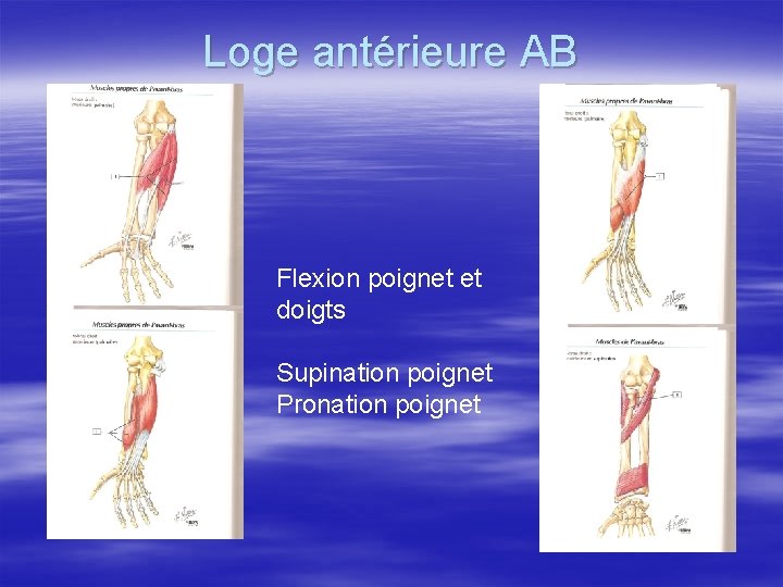 Loge antérieure AB Flexion poignet et doigts Supination poignet Pronation poignet 