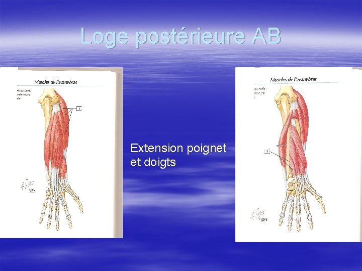 Loge postérieure AB Extension poignet et doigts 