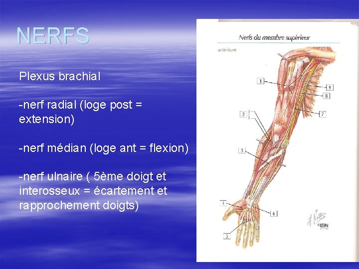 NERFS Plexus brachial -nerf radial (loge post = extension) -nerf médian (loge ant =