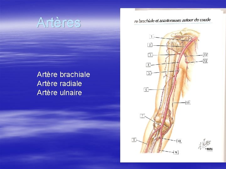 Artères Artère brachiale Artère radiale Artère ulnaire 