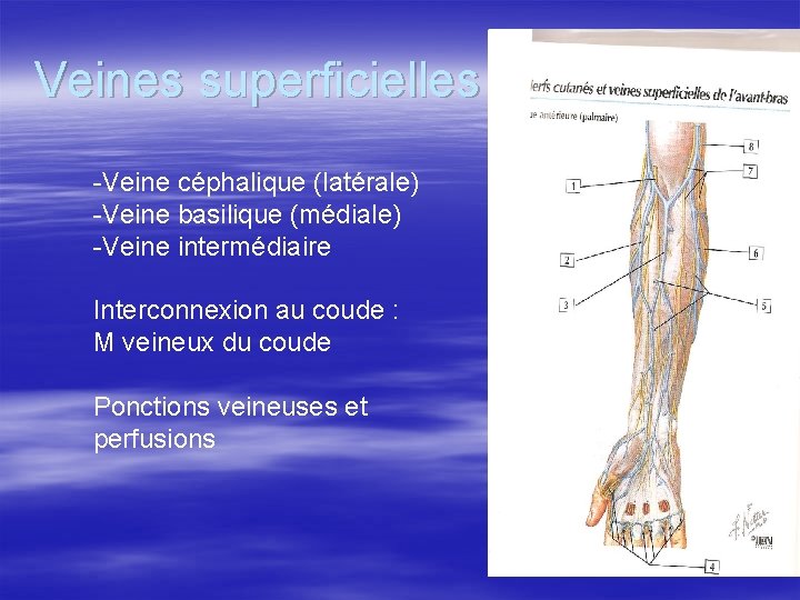 Veines superficielles -Veine céphalique (latérale) -Veine basilique (médiale) -Veine intermédiaire Interconnexion au coude :