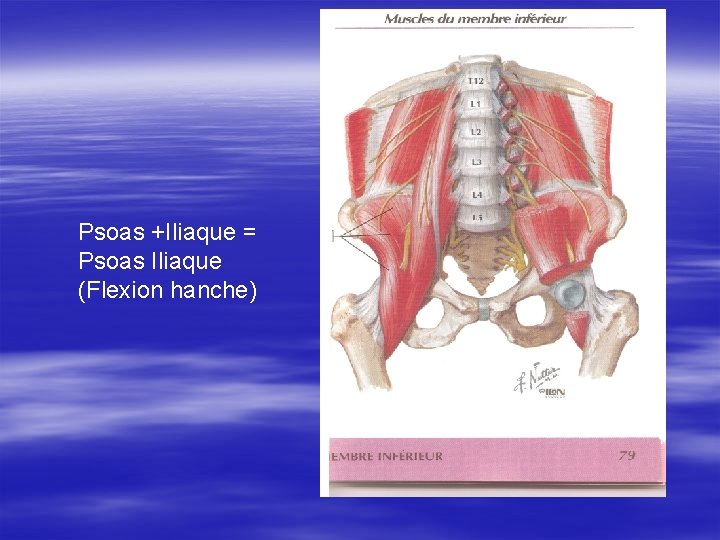 Psoas +Iliaque = Psoas Iliaque (Flexion hanche) 