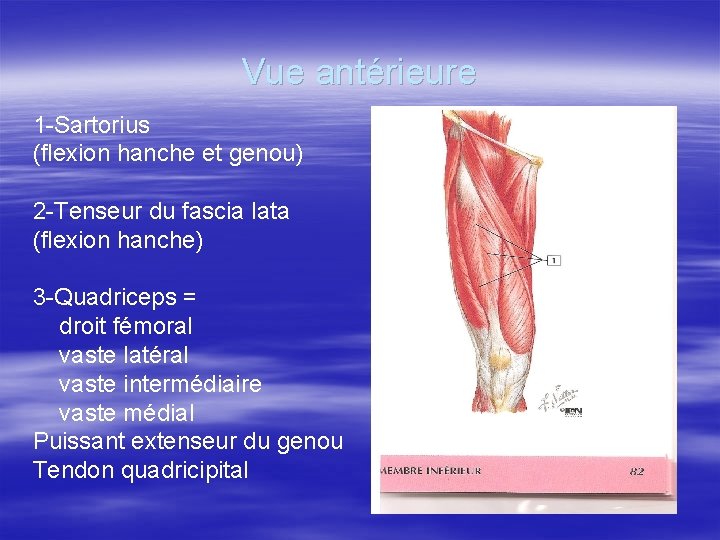 Vue antérieure 1 -Sartorius (flexion hanche et genou) 2 -Tenseur du fascia lata (flexion