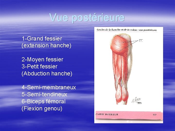 Vue postérieure 1 -Grand fessier (extension hanche) 2 -Moyen fessier 3 -Petit fessier (Abduction