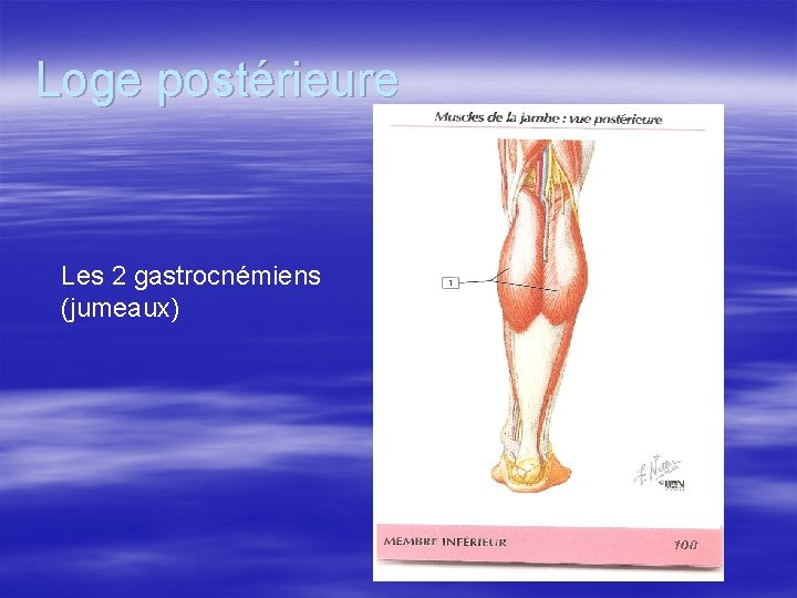 Loge postérieure Les 2 gastrocnémiens (jumeaux) 