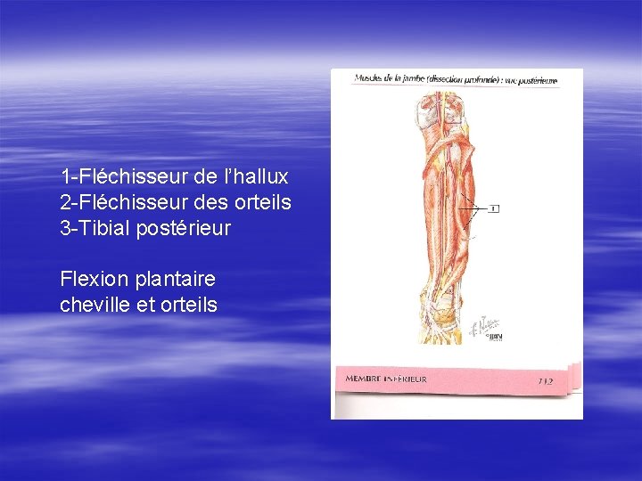 1 -Fléchisseur de l’hallux 2 -Fléchisseur des orteils 3 -Tibial postérieur Flexion plantaire cheville