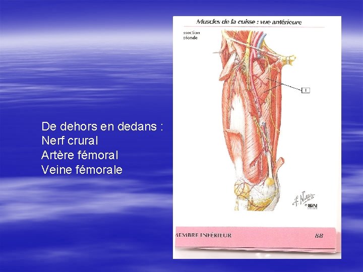 De dehors en dedans : Nerf crural Artère fémoral Veine fémorale 