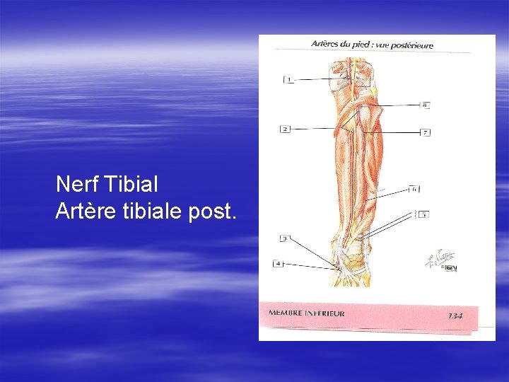 Nerf Tibial Artère tibiale post. 