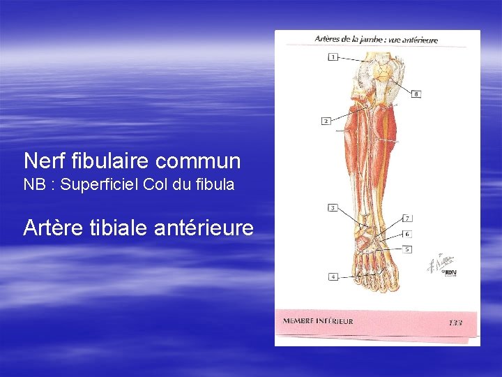 Nerf fibulaire commun NB : Superficiel Col du fibula Artère tibiale antérieure 