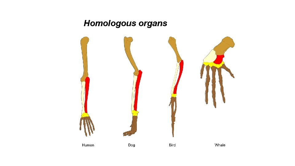 Homologous organs 