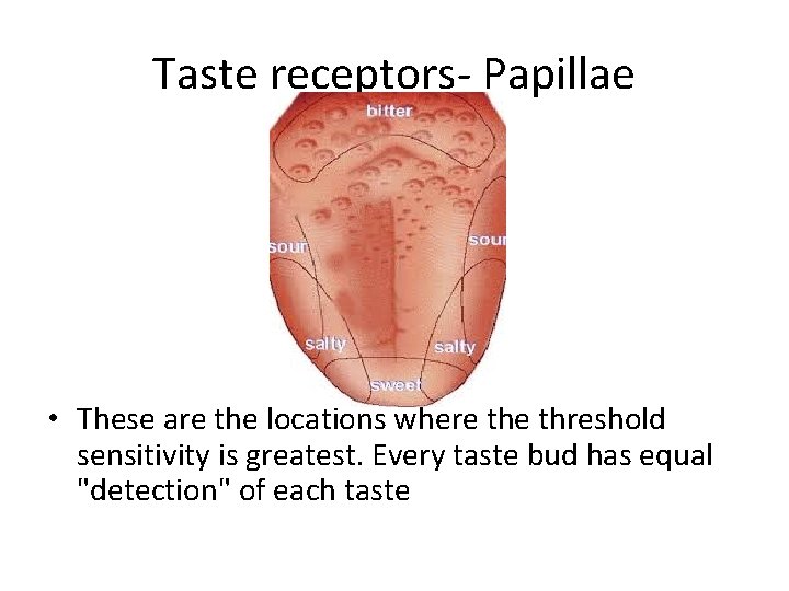 Taste receptors- Papillae • These are the locations where threshold sensitivity is greatest. Every