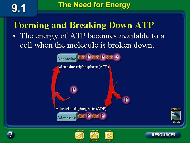 Forming and Breaking Down ATP • The energy of ATP becomes available to a