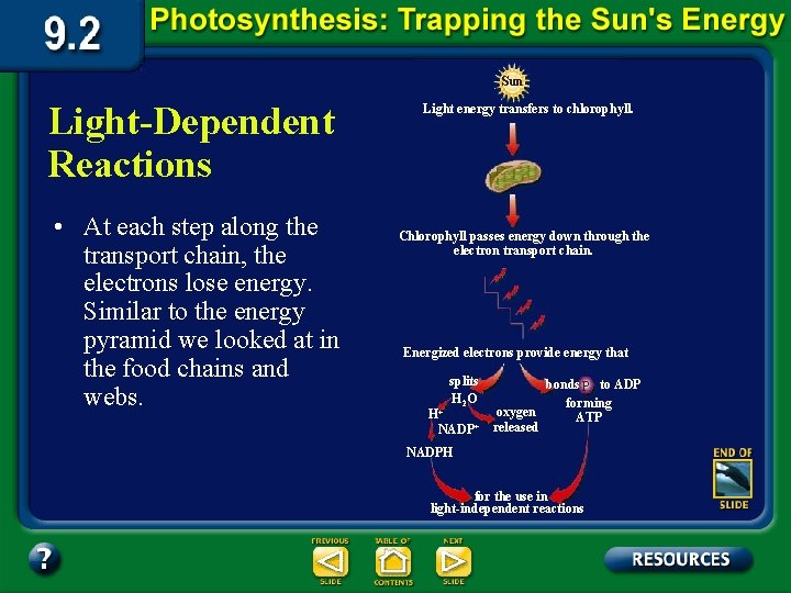 Sun Light-Dependent Reactions • At each step along the transport chain, the electrons lose