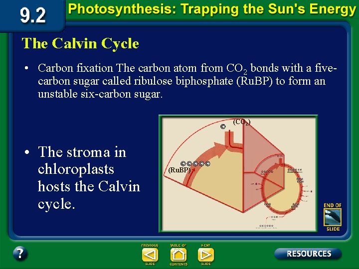 The Calvin Cycle • Carbon fixation The carbon atom from CO 2 bonds with