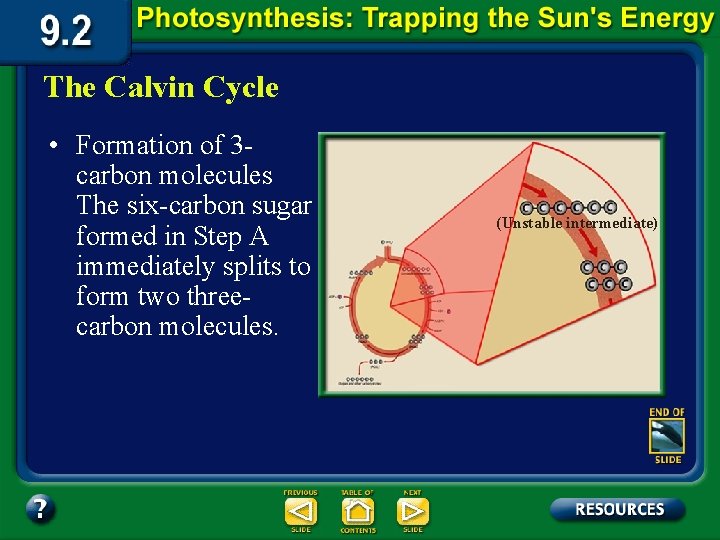 The Calvin Cycle • Formation of 3 carbon molecules The six-carbon sugar formed in