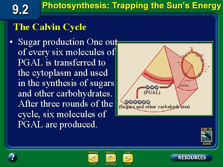 The Calvin Cycle • Sugar production One out of every six molecules of PGAL