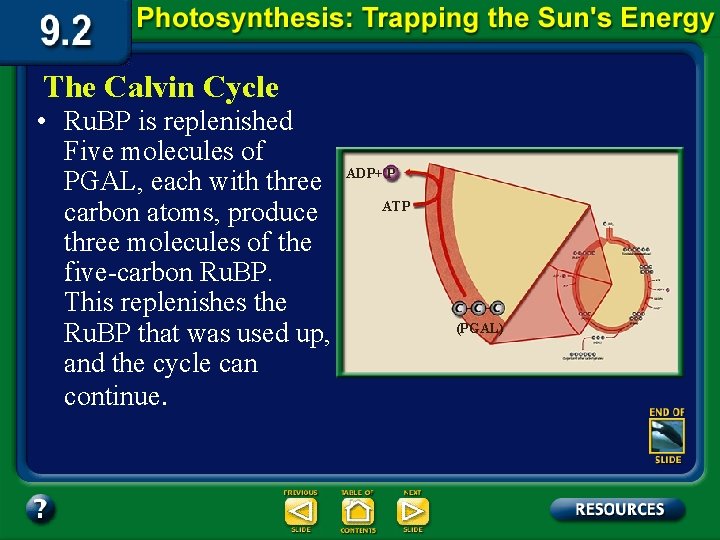 The Calvin Cycle • Ru. BP is replenished Five molecules of PGAL, each with