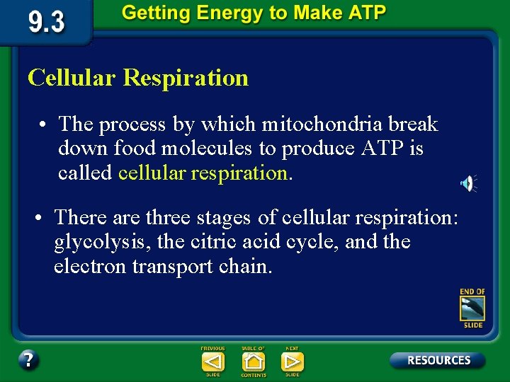 Cellular Respiration • The process by which mitochondria break down food molecules to produce