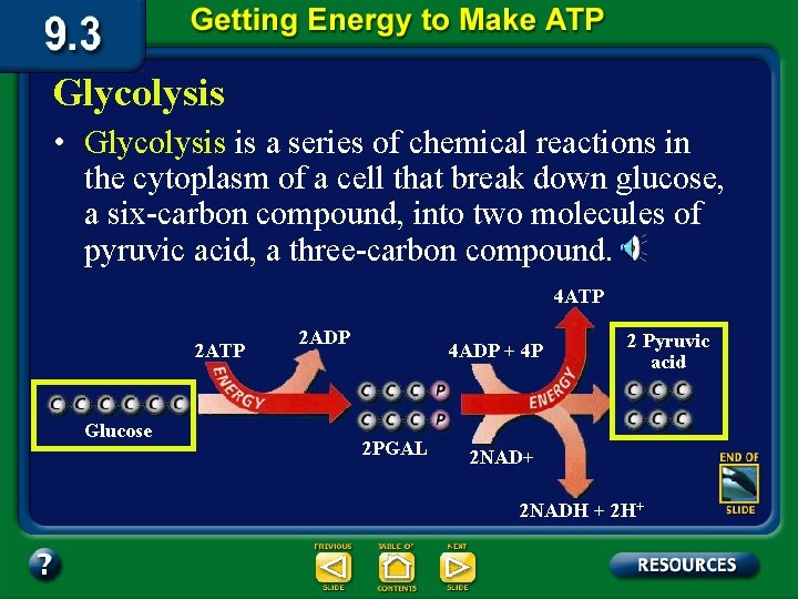 Glycolysis • Glycolysis is a series of chemical reactions in the cytoplasm of a Glycolysis • Glycolysis is a series of chemical reactions in the cytoplasm of a