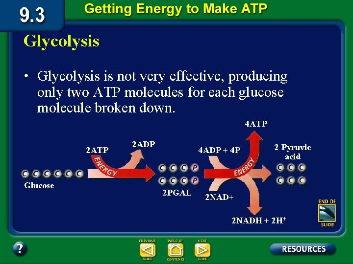 Glycolysis • Glycolysis is not very effective, producing only two ATP molecules for each