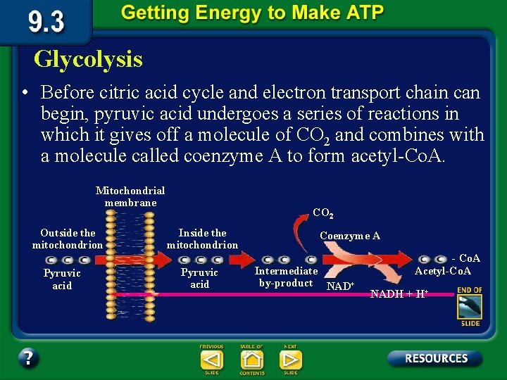 Glycolysis • Before citric acid cycle and electron transport chain can begin, pyruvic acid