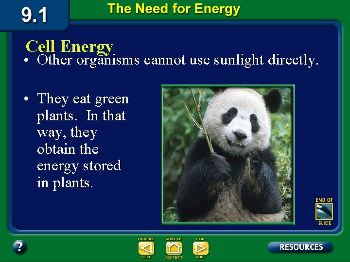 Cell Energy • Other organisms cannot use sunlight directly. • They eat green plants.