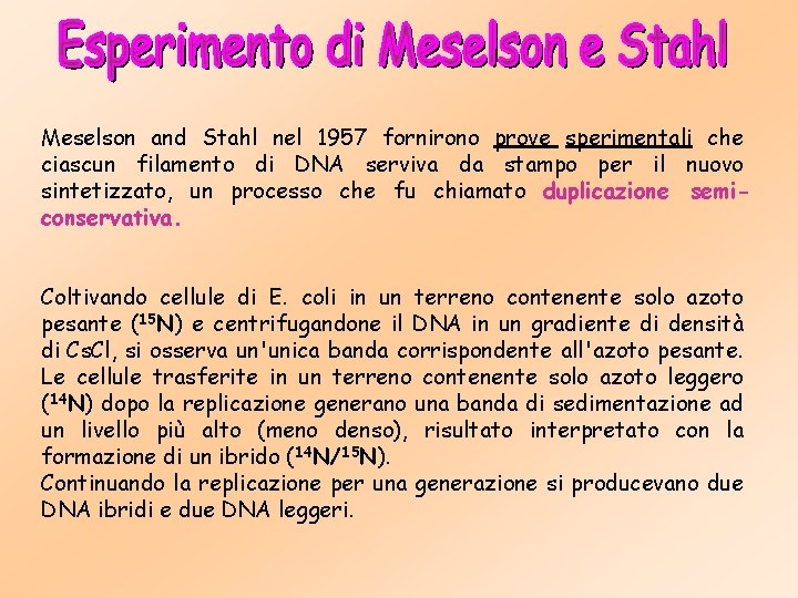 Meselson and Stahl nel 1957 fornirono prove sperimentali che ciascun filamento di DNA serviva