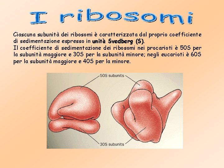 Ciascuna subunità dei ribosomi è caratterizzata dal proprio coefficiente di sedimentazione espresso in unità