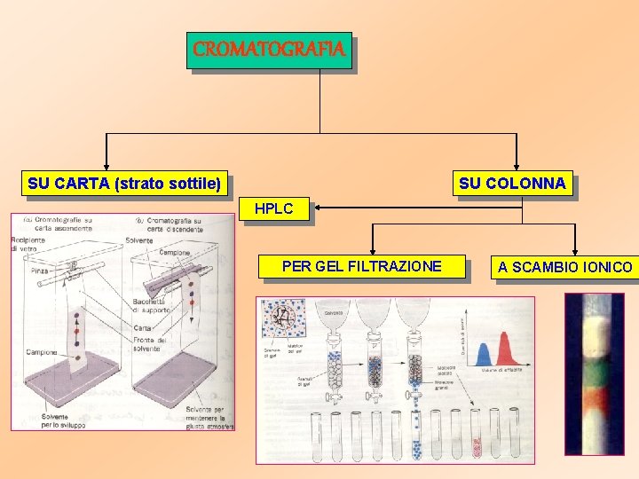 CROMATOGRAFIA SU CARTA (strato sottile) SU COLONNA HPLC PER GEL FILTRAZIONE A SCAMBIO IONICO