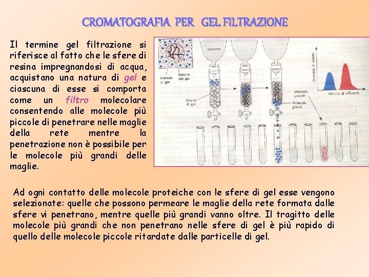 CROMATOGRAFIA PER GEL FILTRAZIONE Il termine gel filtrazione si riferisce al fatto che le