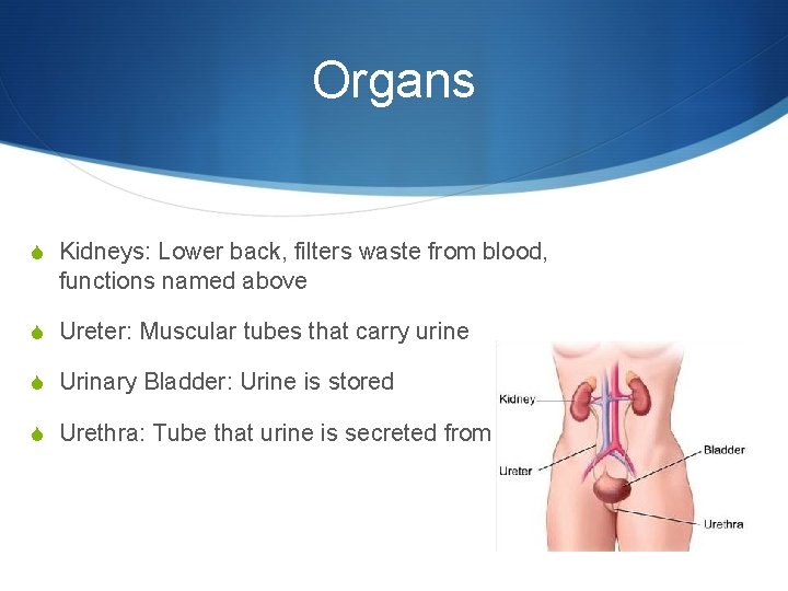 Organs S Kidneys: Lower back, filters waste from blood, functions named above S Ureter: