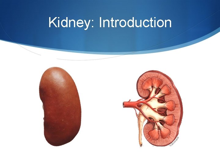 Kidney: Introduction 