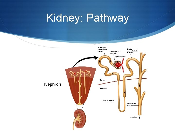 Kidney: Pathway Nephron 
